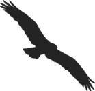 osprey_dark osprey_dark